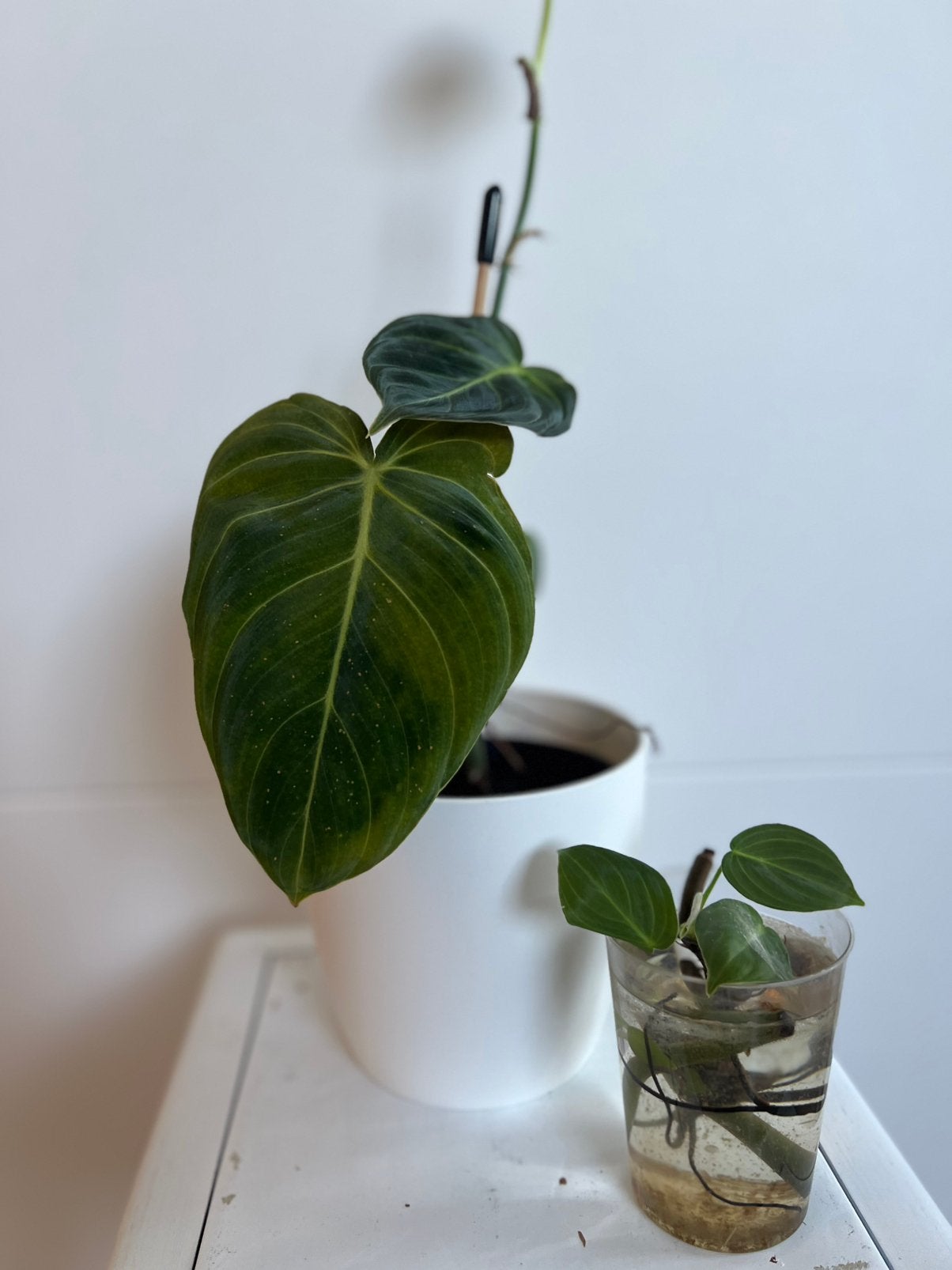 Philodendron melanochrysum plant + stekje, Huis en Inrichting, Kamerplanten, Ophalen