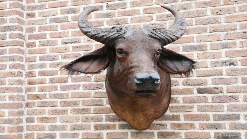 Taxidermie grote opgezette buffelkop, Enlèvement, Utilisé, Animal sauvage, Bois ou Tête