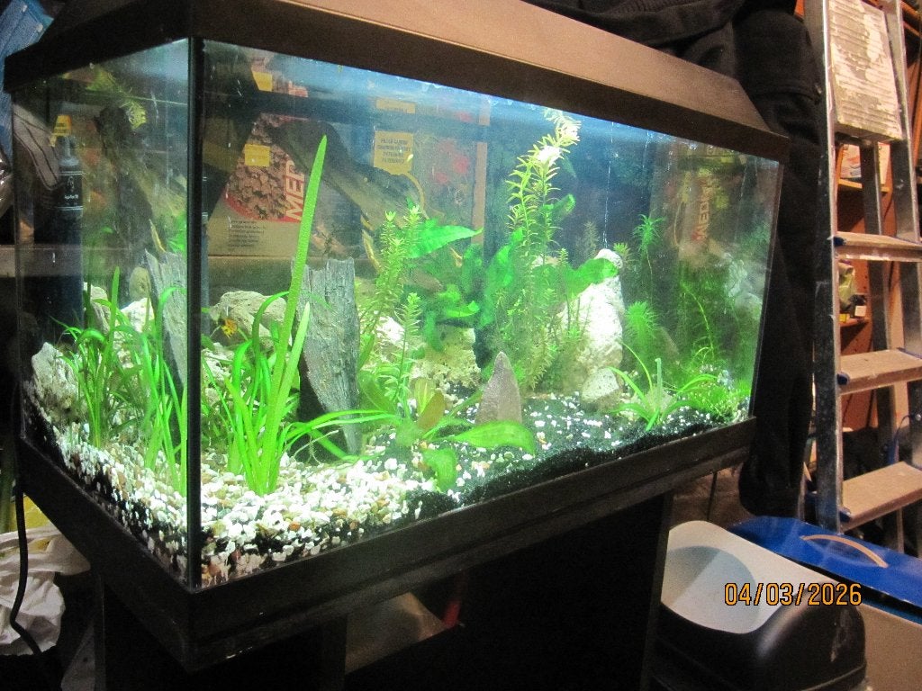 Mooi beplant aquarium startersaquarium, Dieren en Toebehoren, Ophalen, Verwarming, Filter
