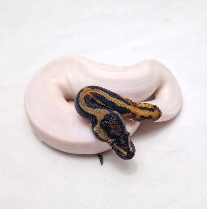 Enchi Leopard (Black head) Pied koningspython man Ball Python - male for sale from jurgen
