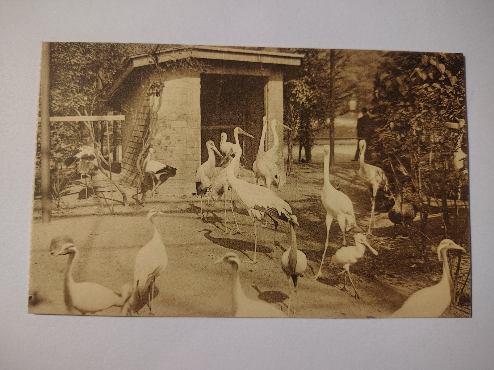 Grues et cigognes du zoo d'Anvers, Collections, Enlèvement ou Envoi, Anvers