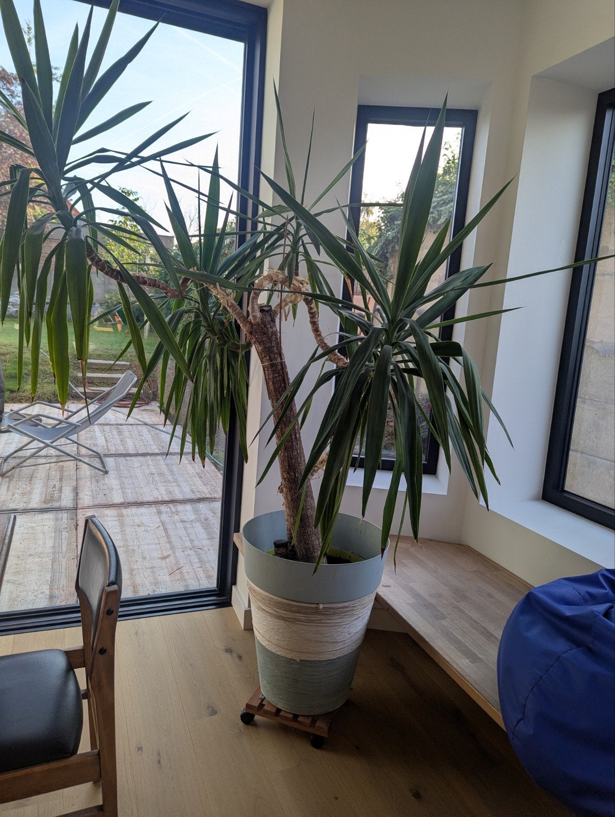 Grote kamerplant - yucca, Ophalen, Yucca