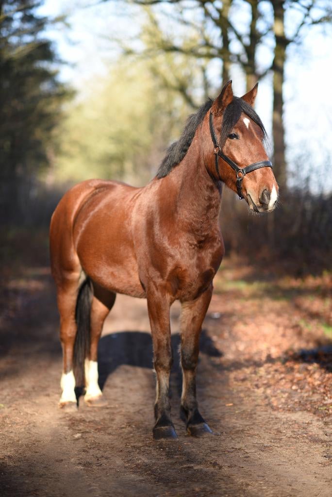 De allerleukste E pony van het internet, Hongre, Débourré, Poney de récréation, Poney E (1.48 m - 1.57m)
