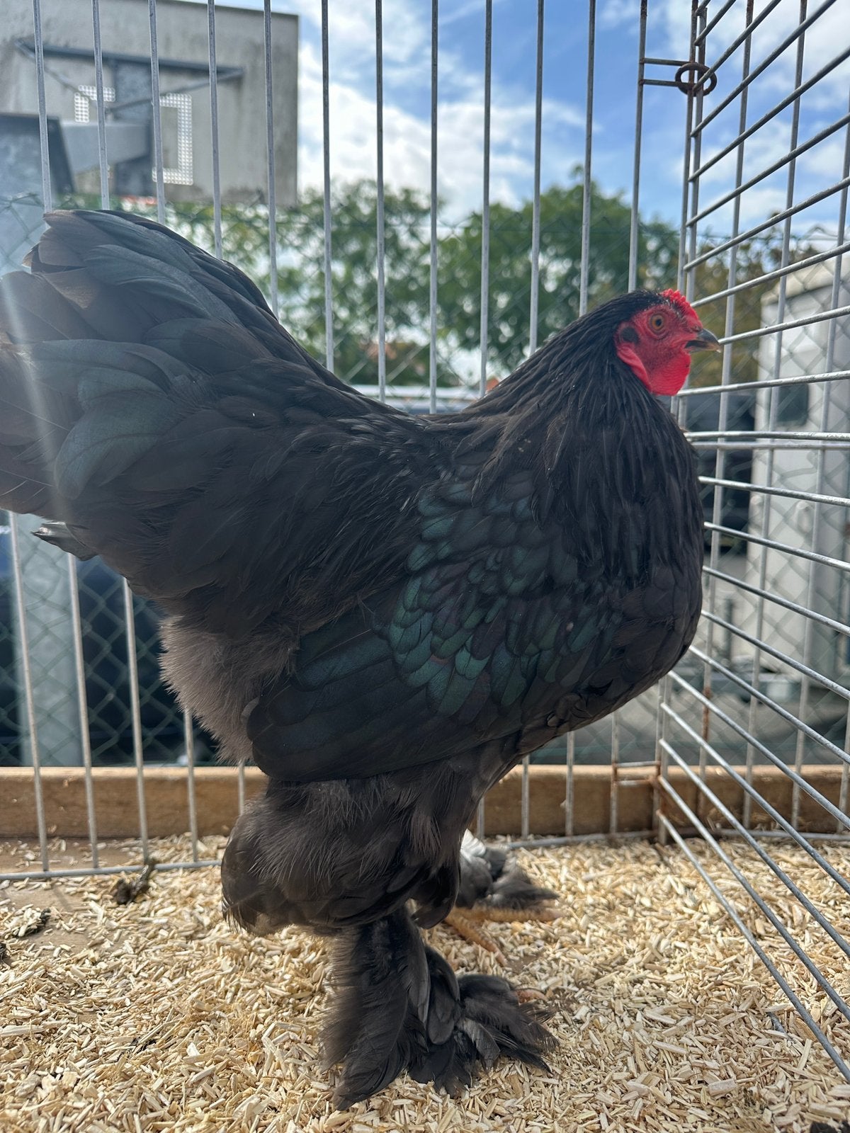 Brahma kriel zwart, Animaux & Accessoires