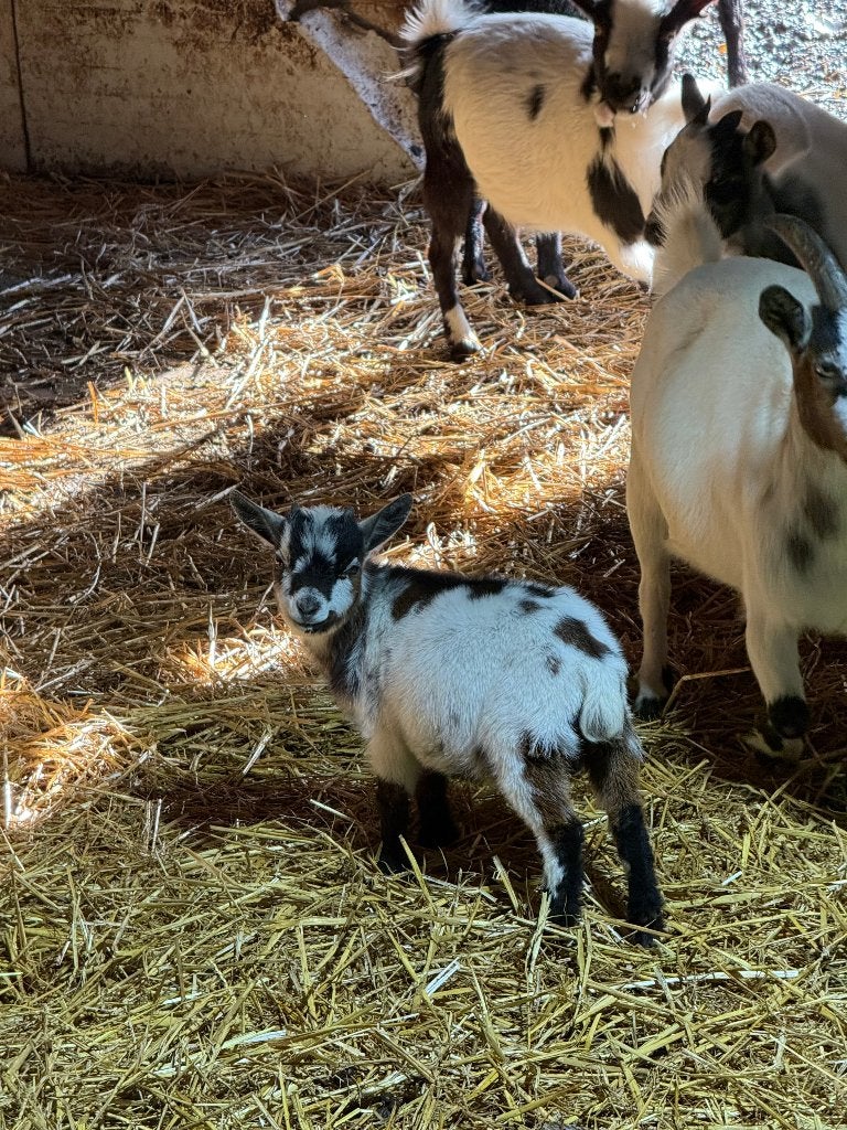 geit, Dieren en Toebehoren, Mannelijk, Geit, 0 tot 2 jaar