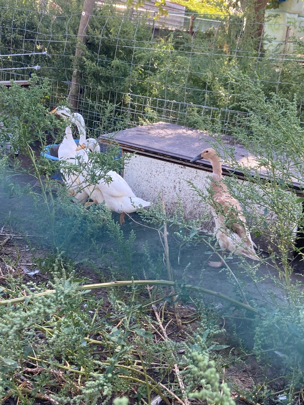 Witte loopeend, Plusieurs animaux, Canard