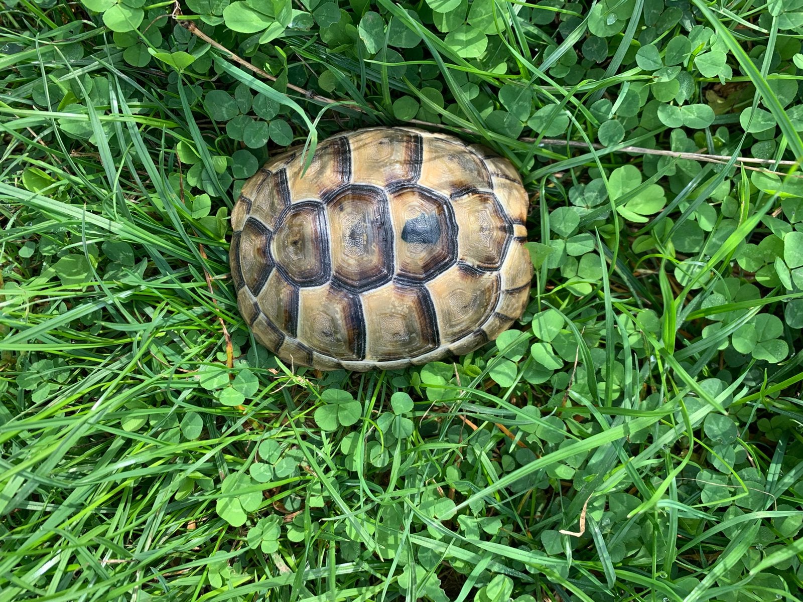 Moorse landschildpad/Testudo Ibera Graeca, Schildpad, Tam, 0 tot 2 jaar
