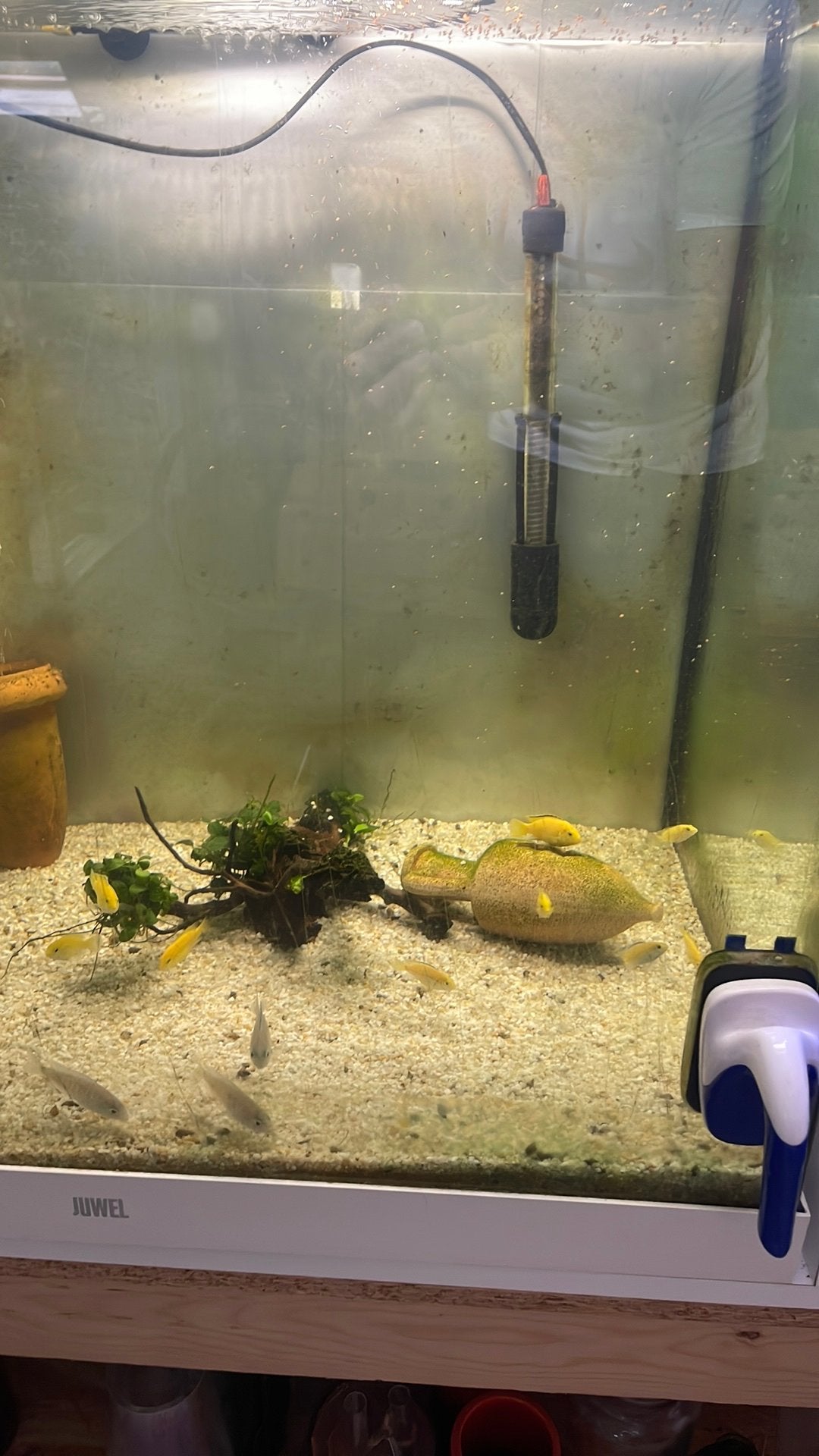 Malawi chiclides te koop, Animaux & Accessoires, Poissons | Aquariums & Accessoires, Enlèvement, Comme neuf