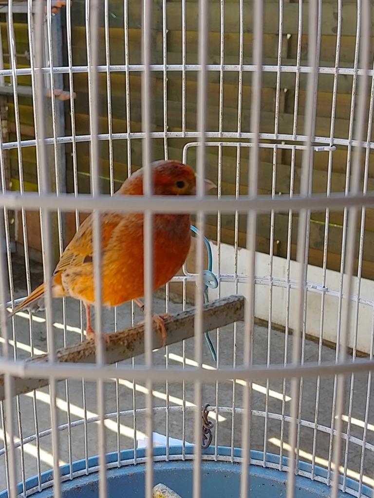ZEER GOED FLUITENDE KLEURKANARIES met of zonder KOOI, Dieren en Toebehoren, Vogels | Kanaries, Meerdere dieren, Zangkanarie