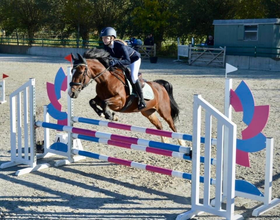 Le poney D épicé le plus doux avec un cœur doré, 11 ans ou plus, Moins de 160 cm, Avec pedigree, Cheval de saut