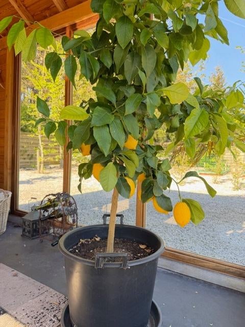 Citroen, nispero, vijgebomen, avocado en okkernootbomen, Tuin en Terras, Ophalen, Winter