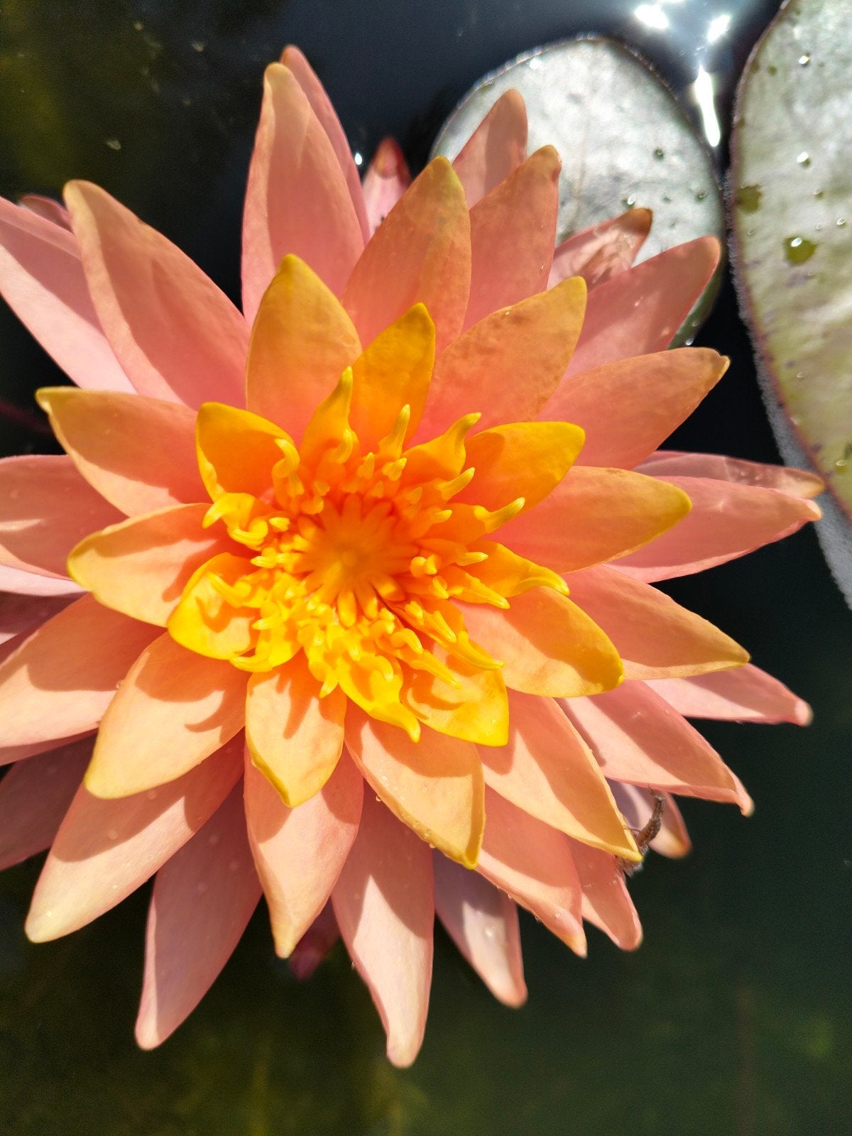 Nymphaea Siam sunset., Tuin en Terras, Ophalen
