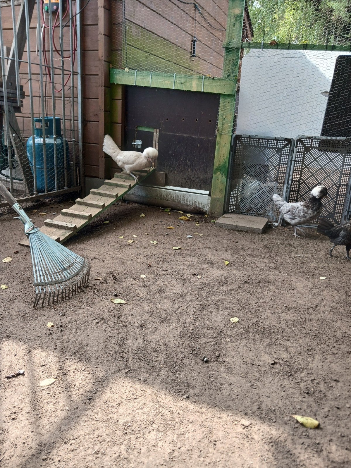 sierkippen, Dieren en Toebehoren