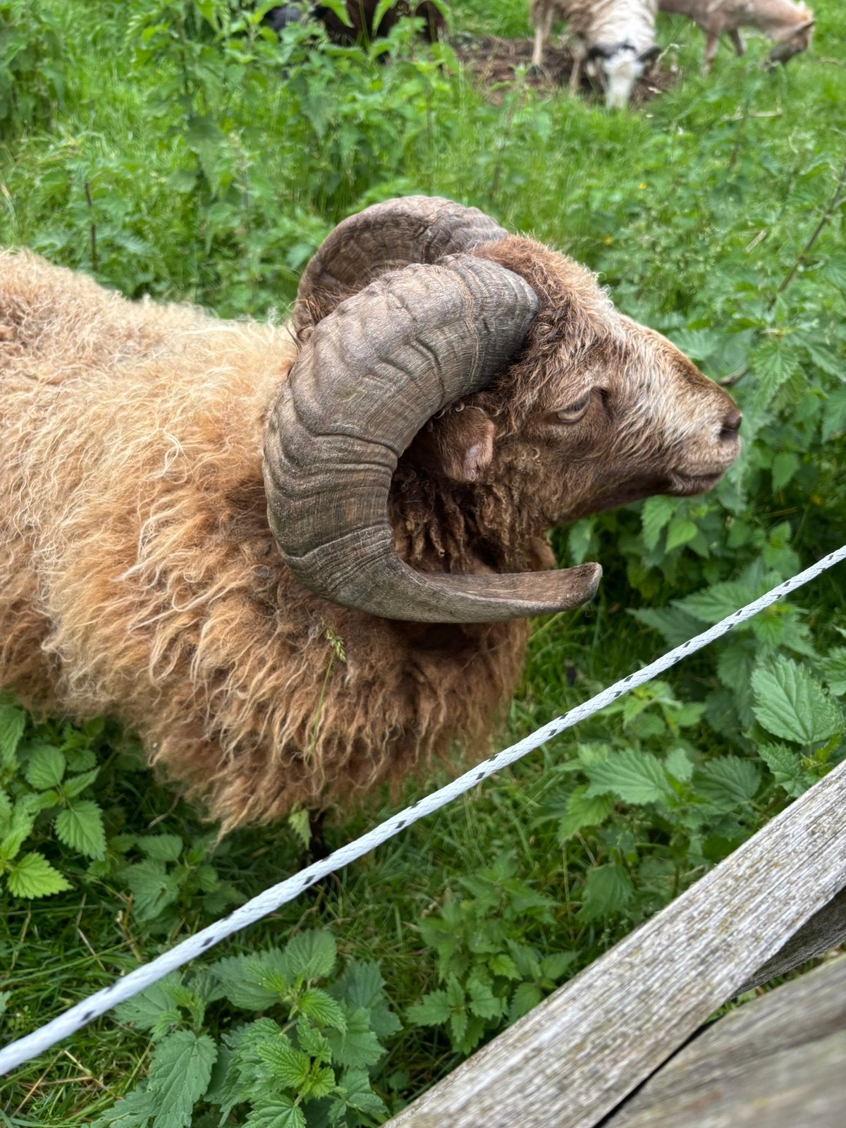 Bélier ouessant, Mâle, Mouton, 0 à 2 ans