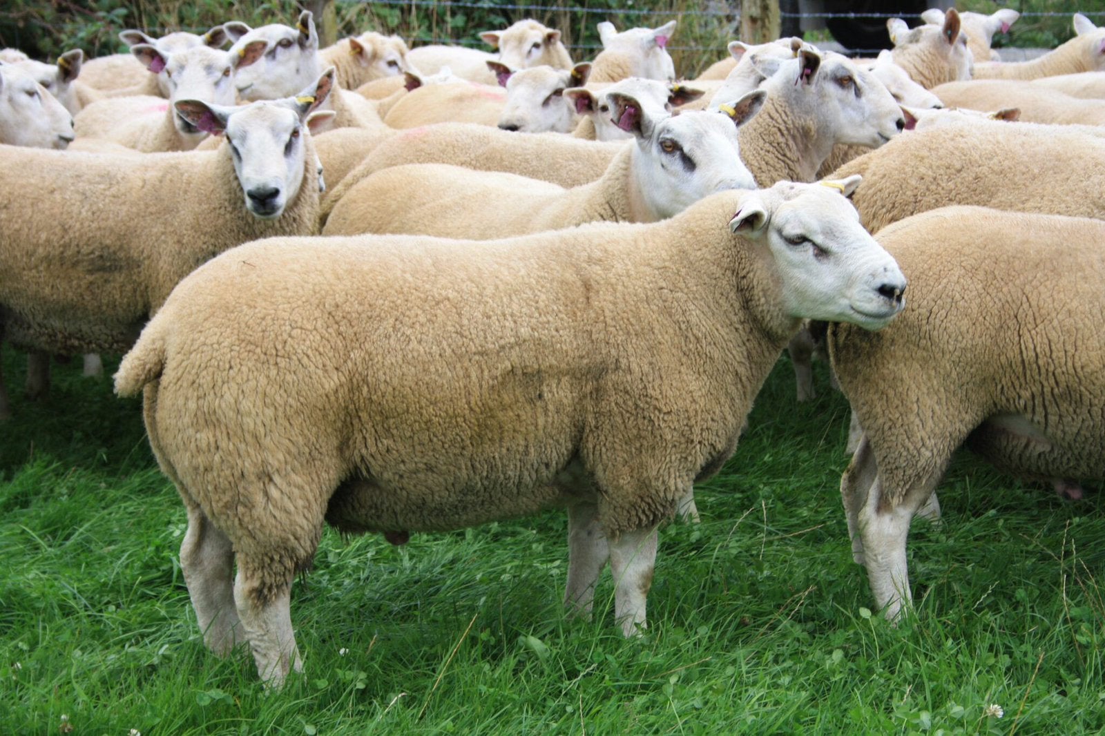 Des béliers pour la fête de l'Adha, Animaux & Accessoires, Moutons, Chèvres & Cochons