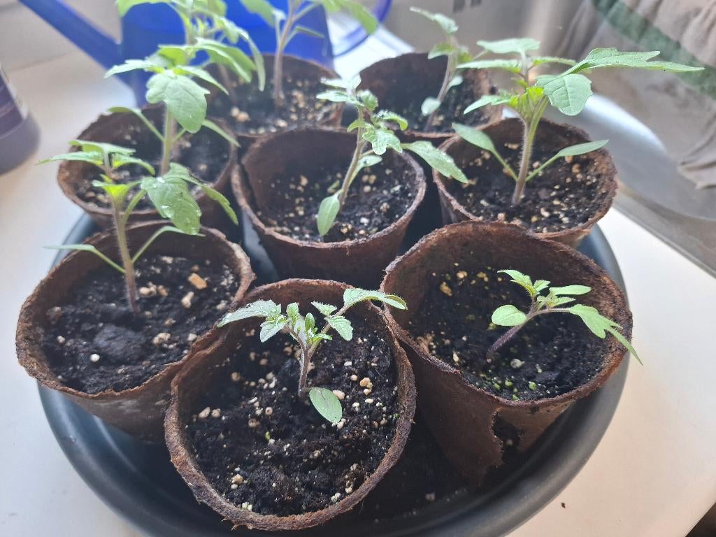 Tomatenplantjes, Jardin & Terrasse, Plantes | Jardin, Annuelle, Été, Enlèvement, Plantes potagères