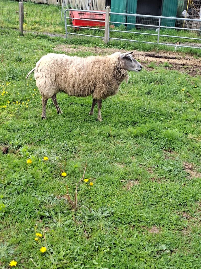 Schaap te koop, Femelle, Mouton, 3 à 5 ans