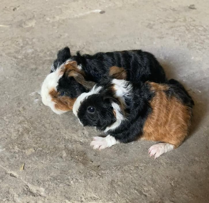 2 cavia baby tessel beertjes te reserveren., Dieren en Toebehoren, Knaagdieren, Juli, Mannelijk, Cavia