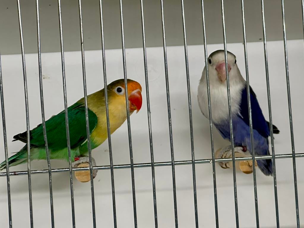 Fors koppel Agapornis fischeri, Dieren en Toebehoren, Meerdere dieren, Dwergpapegaai of Agapornis, Geringd