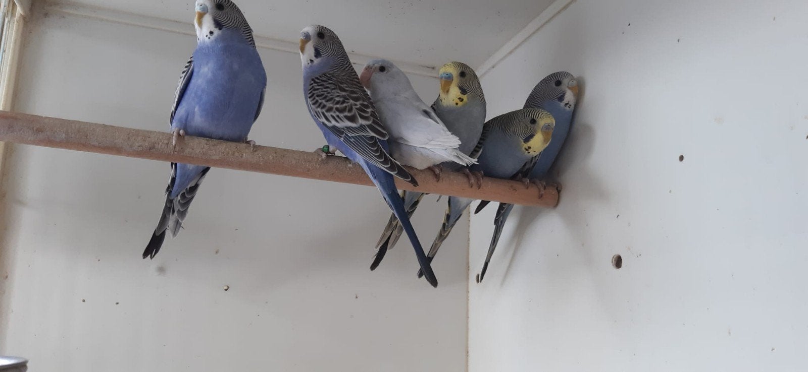 Grasparkiet van 2026., Dieren en Toebehoren, Vogels | Parkieten en Papegaaien