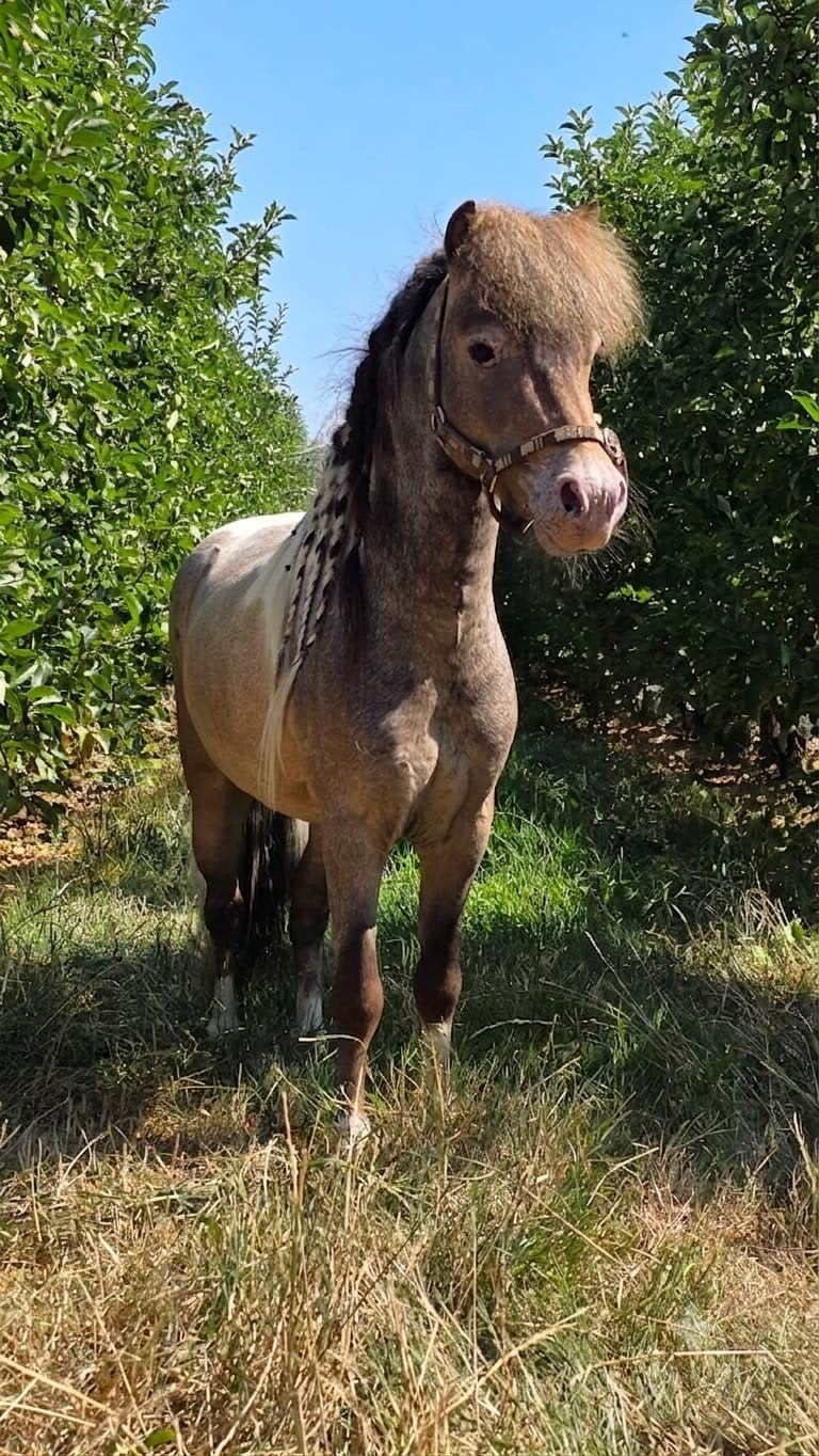 Appaloosa en fourrure d'étalon miniature chic, Animaux & Accessoires, Étalon, Poney A (jusqu'à 1.17 m), Avec pedigree, 3 à 6 ans