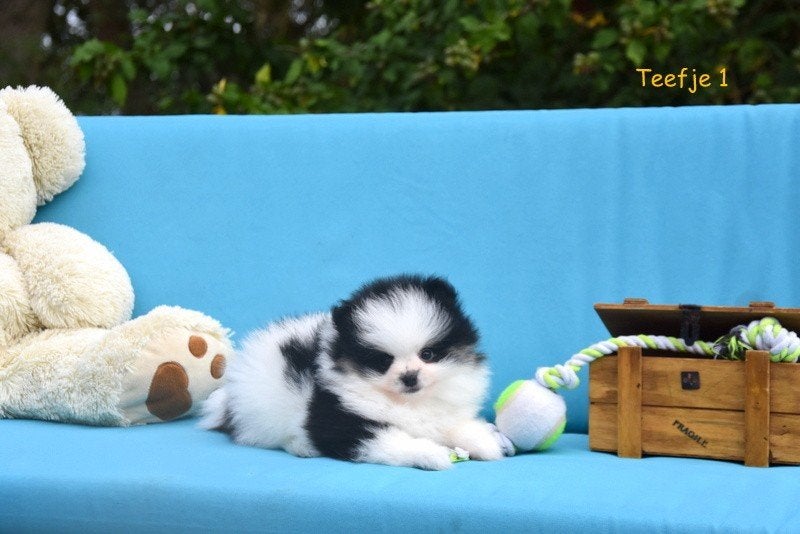Prachtige Pomeriaan pup, België, CDV (hondenziekte), 8 tot 15 weken, Meerdere