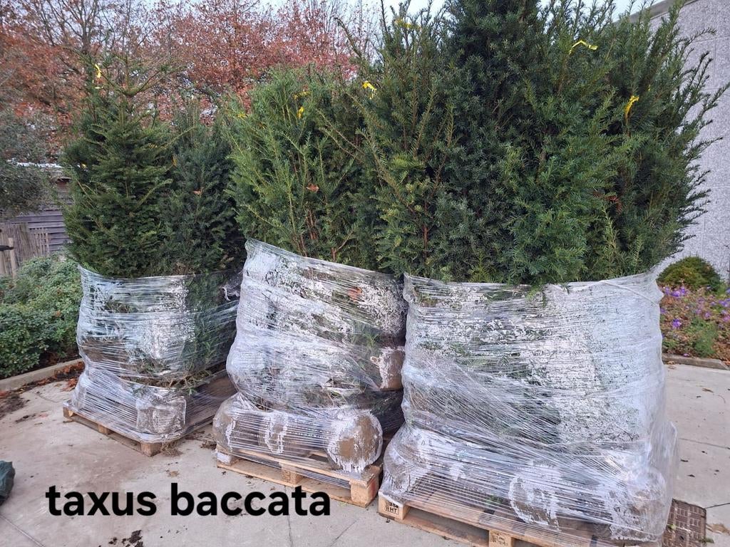 ‼️taxus baccata slechts 2per meter nodig ‼️, Enlèvement