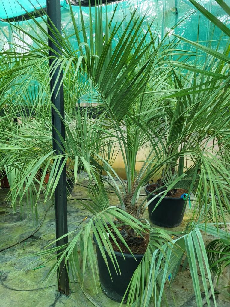 Butia odorata, stamhoogte 25cm, totaal 1m70, Ophalen