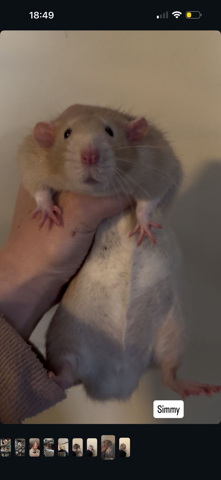 Ratje ter adoptie (man), Animaux & Accessoires, Rongeurs, Mâle, Rat, Janvier, Domestique