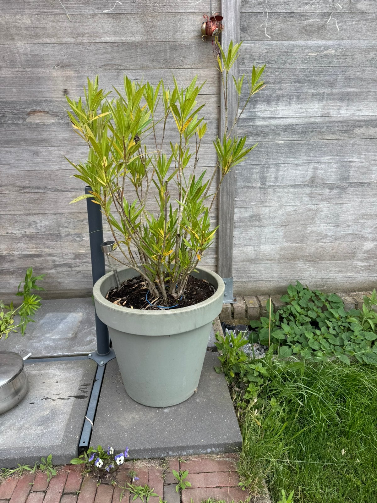 Bloempot met oleander, Tuin en Terras, Planten | Tuinplanten, Ophalen