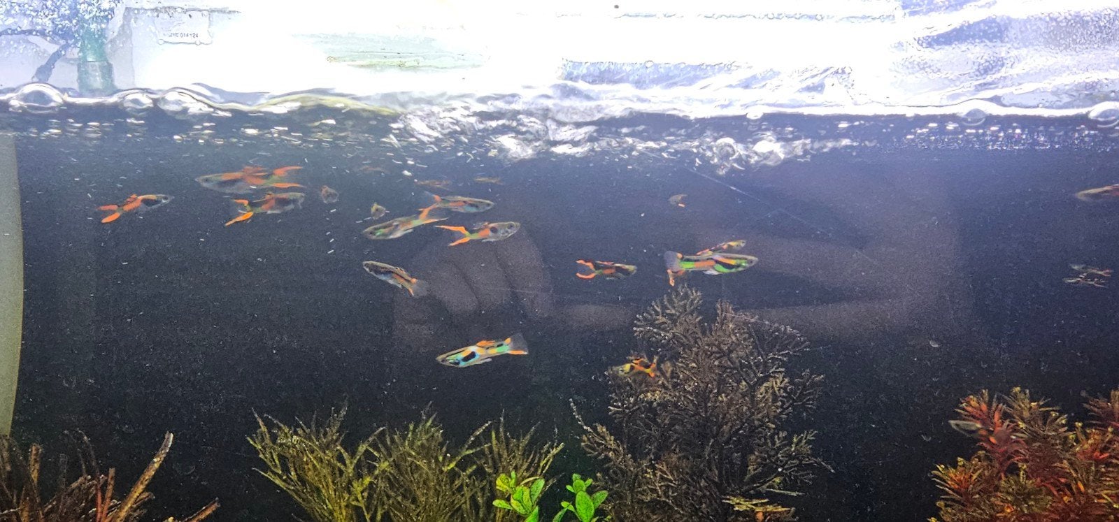 endler guppies