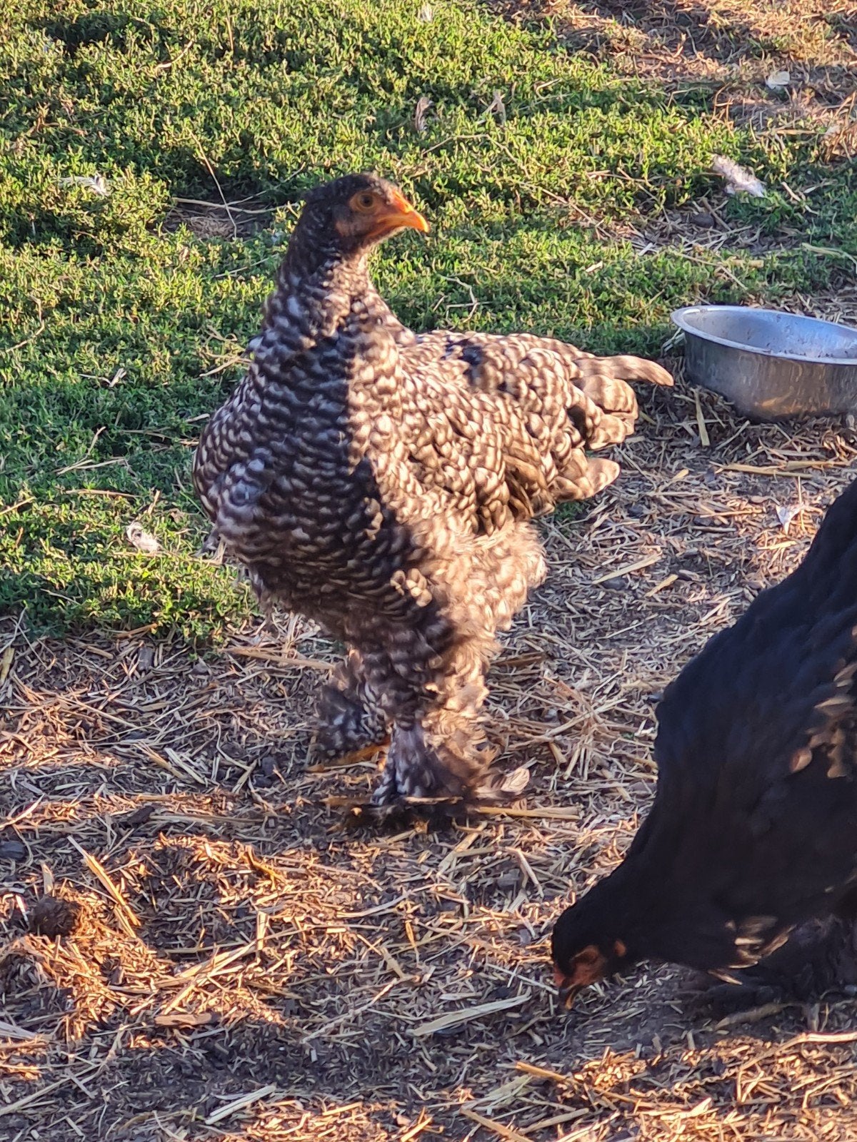 brahma hennen met mooie kleuren, Dieren en Toebehoren, Vrouwelijk, Kip