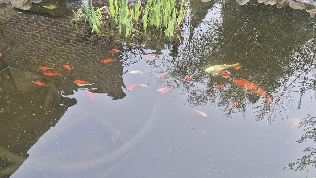 Koii a vendre, Karper of Koi