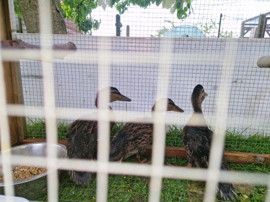 wilde eenden mannen 15 euro/ vogel, Dieren en Toebehoren, Vogels | Duiven