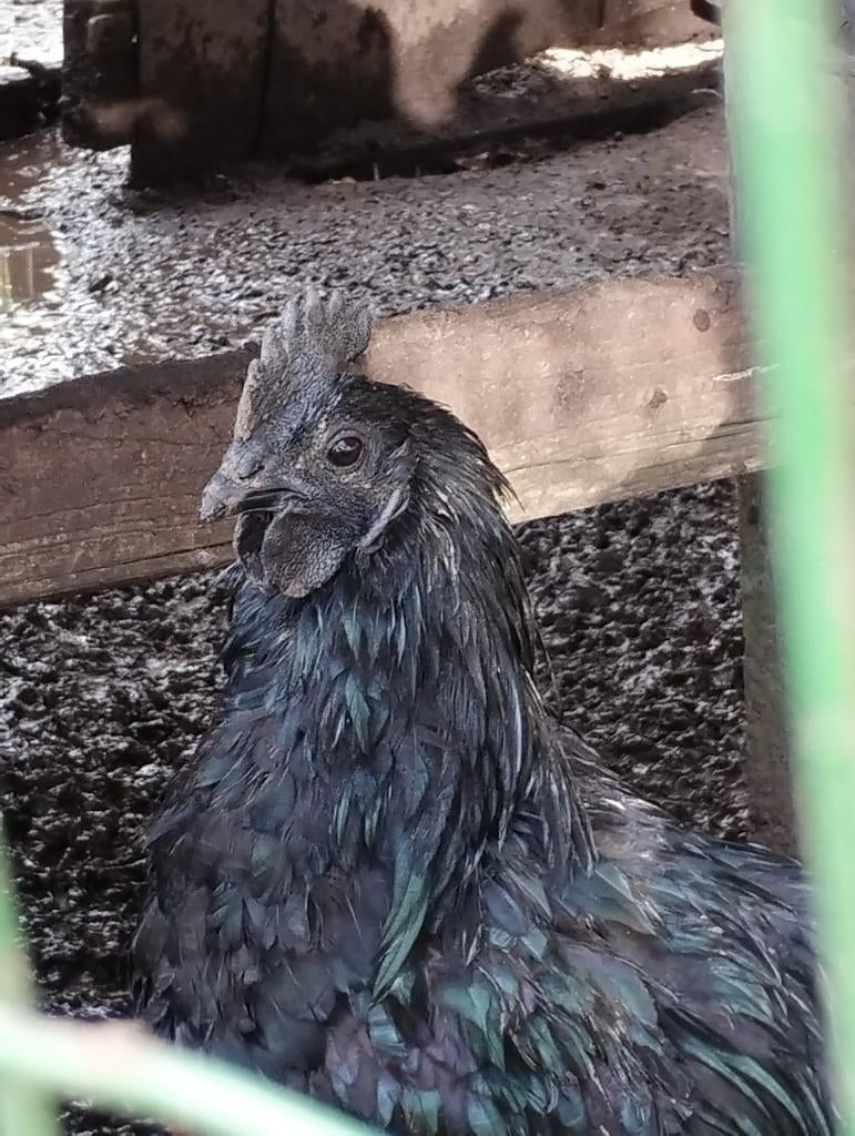 HAAN - AYAM CEMANI, Mâle, Poule ou poulet