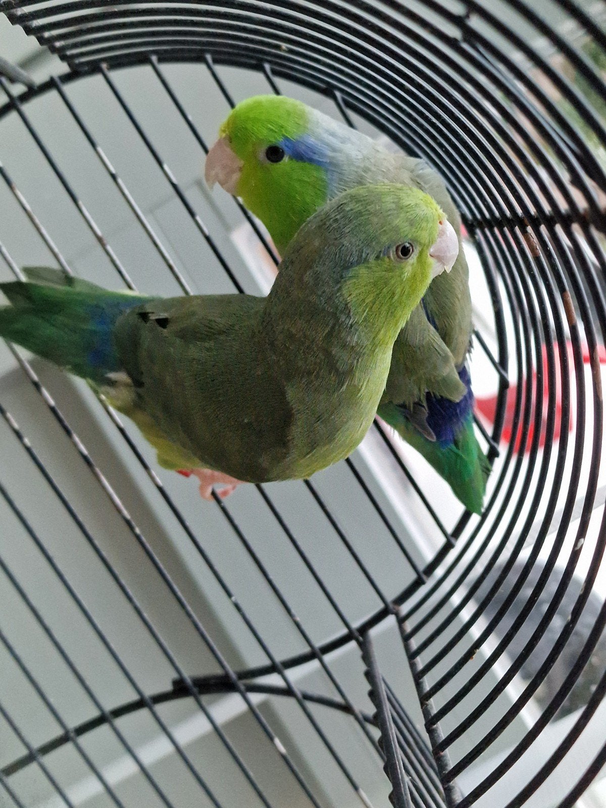 Een koppel dwergpapegaai word verkocht enkel een goed thuis, Animaux & Accessoires