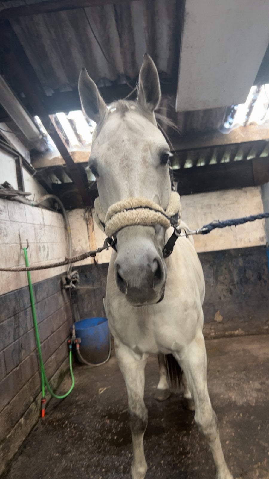 Paard te koop, Dieren en Toebehoren, Stalling en Weidegang