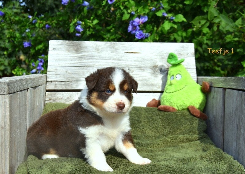 Prachtige Border Collie pups, Animaux & Accessoires, Colley, Plusieurs, Hépatite contagieuse (maladie de Rubarth), Belgique