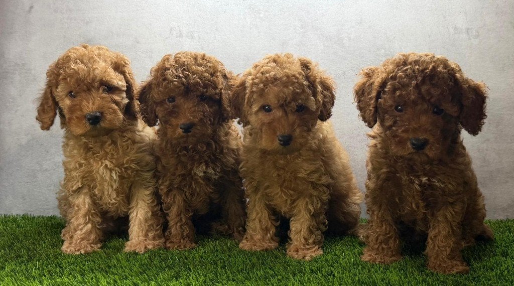 Dwerg Poedel / Toy Poedel Pups, Poedel, Parvo, België, Fokker | Hobbymatig