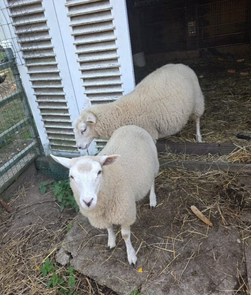 ooien, Dieren en Toebehoren, Vrouwelijk, Schaap, 0 tot 2 jaar