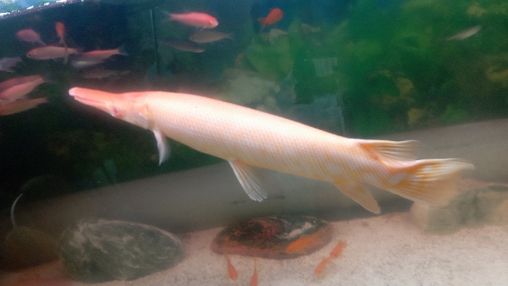Poissons alligator albinos, Dieren en Toebehoren, Vis, Zoetwatervis