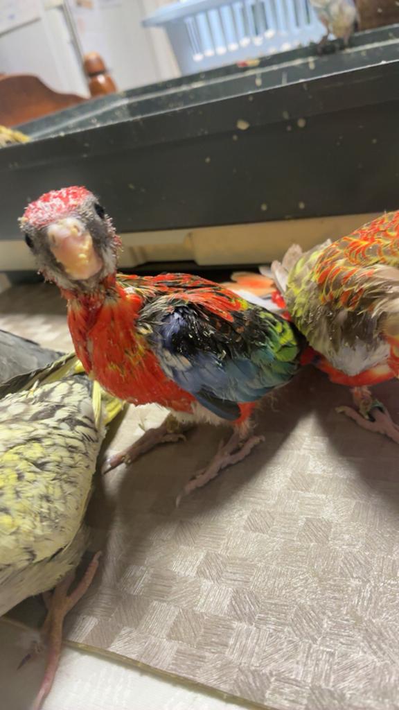 3 baby Rosella