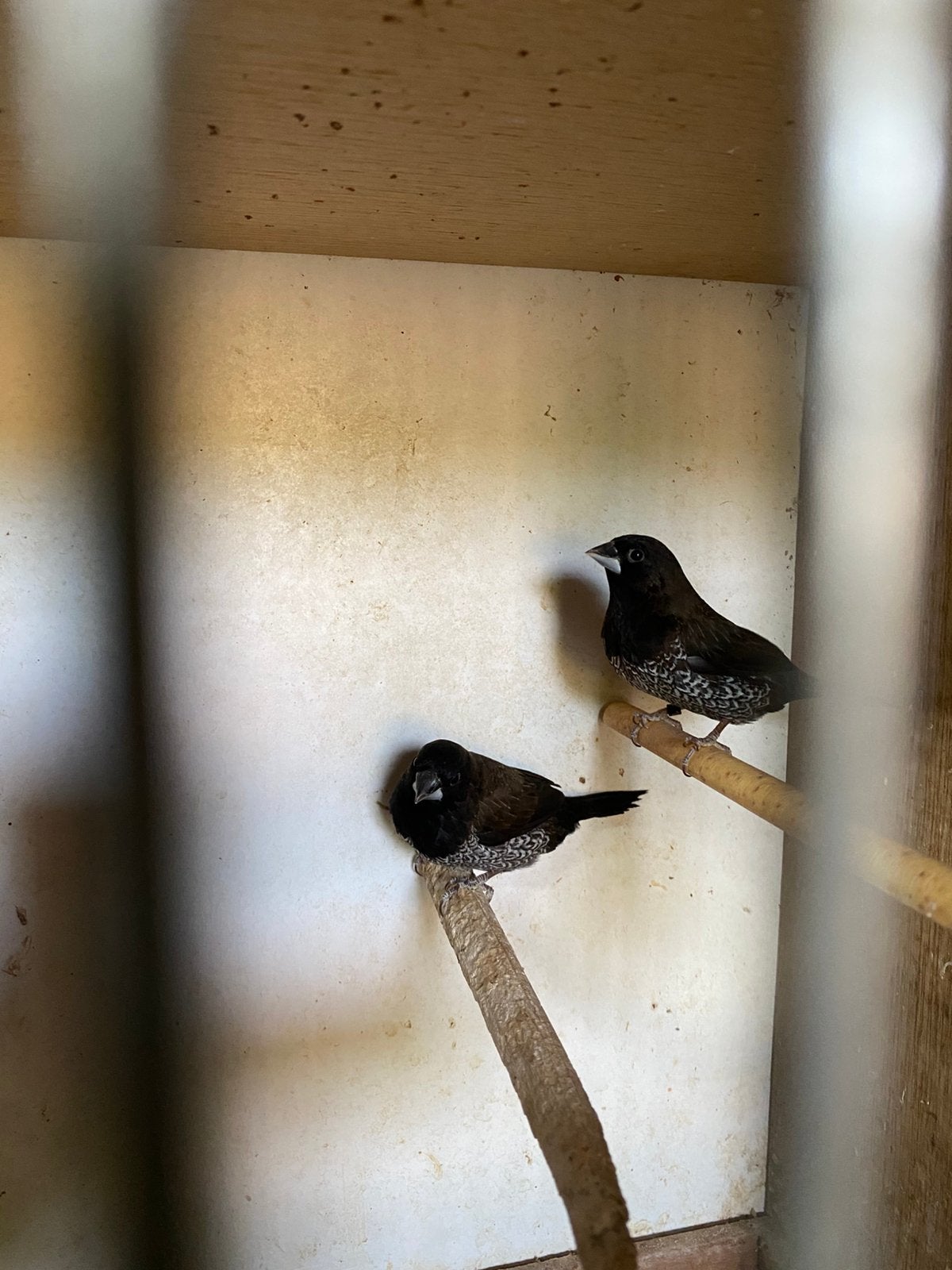 2-0 kweekrijpe japanse meeuw, Dieren en Toebehoren, Mannelijk, Tropenvogel