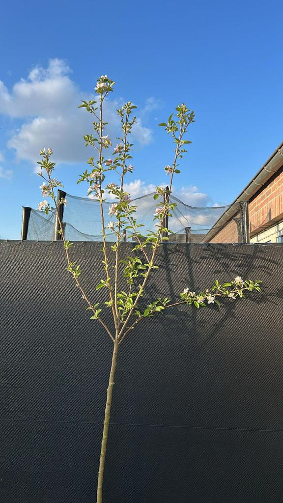 Appelboom Elstar halfstam, Tuin en Terras, Planten | Fruitbomen, Ophalen, Appelboom