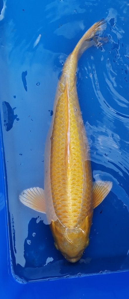 Koï japonaise yamabuki, Animaux & Accessoires, Poissons | Poissons d'étang, Carpe ou Koï