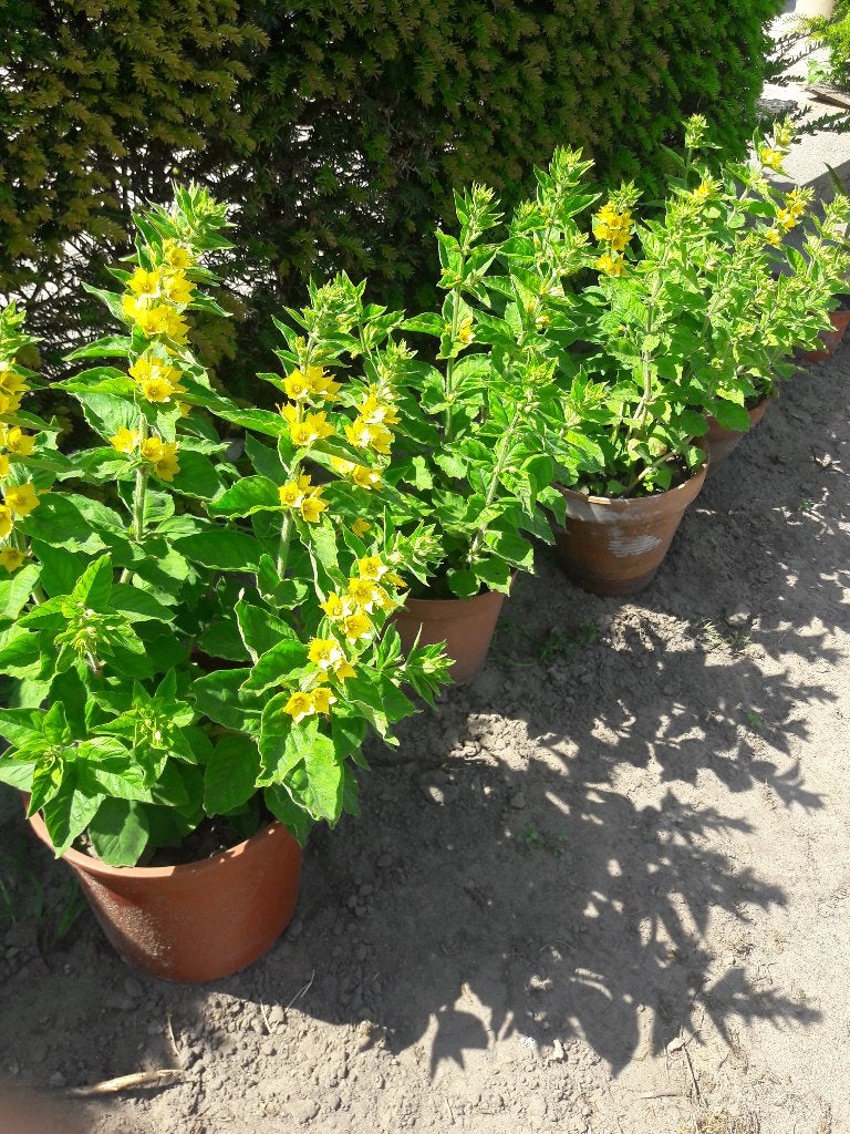 Wederik vaste plant, Ophalen, Vaste plant