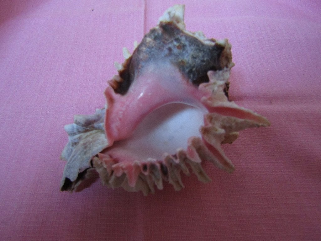 Prachtige gastropode „Chicoreus” schelp, Ophalen of Verzenden