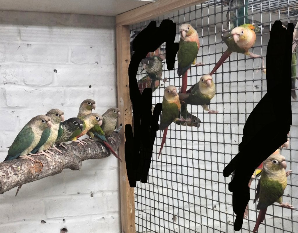 Conure molinae