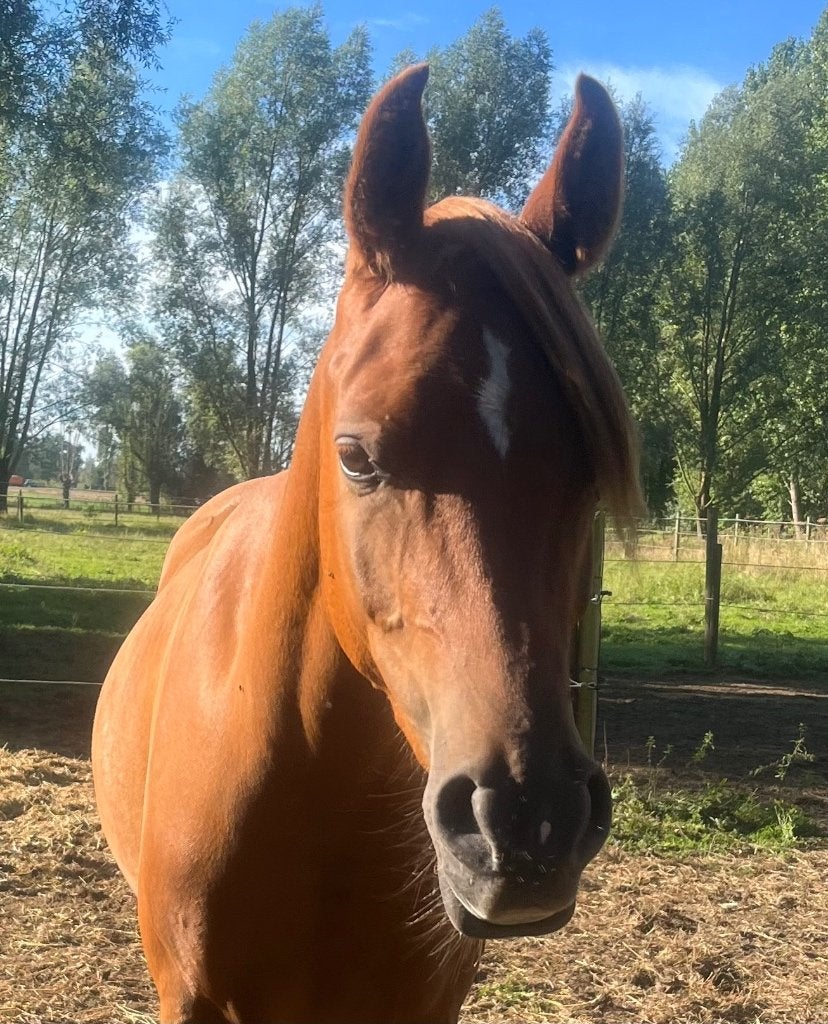 Te koop 3 jarige ruin Arabier/ Arabisch volbloed, Dieren en Toebehoren, Minder dan 160 cm, Met stamboom, Ruin, 3 tot 6 jaar