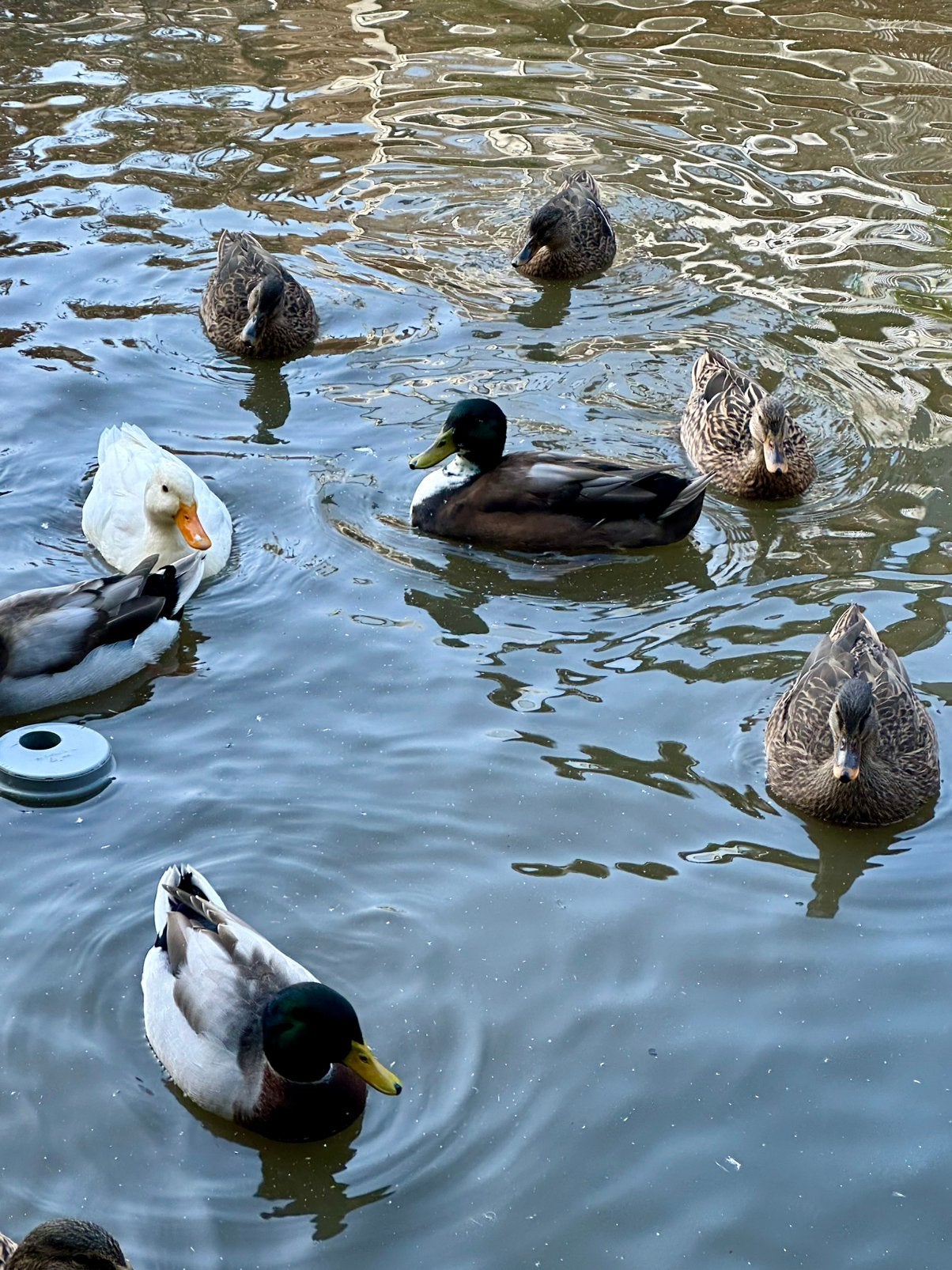 Eenden, Dieren en Toebehoren, Meerdere dieren, Eend